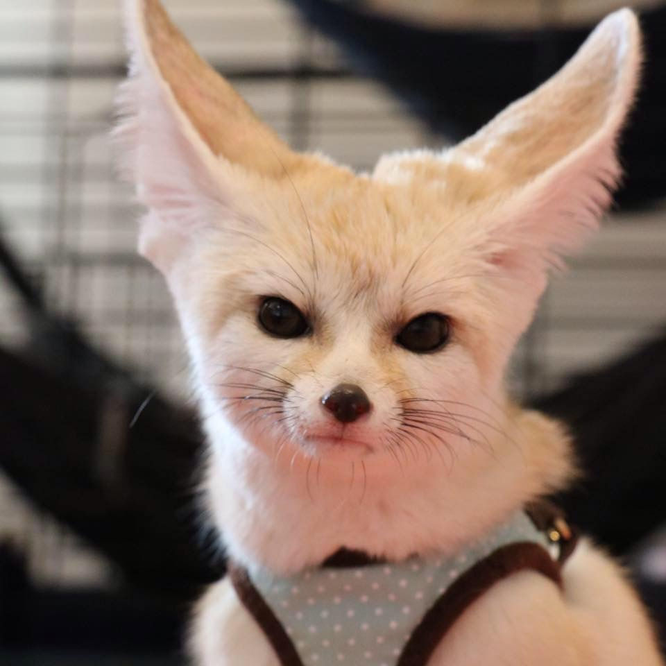 我が家のフェネック紹介