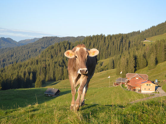 Alp Chäseren: Kuh auf der Weide