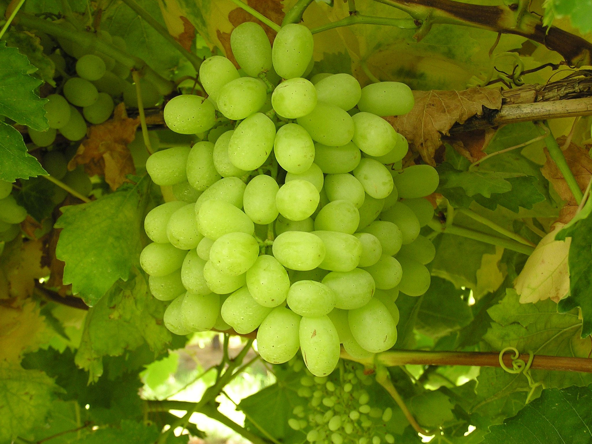 Thompson Seedless Grape Vines