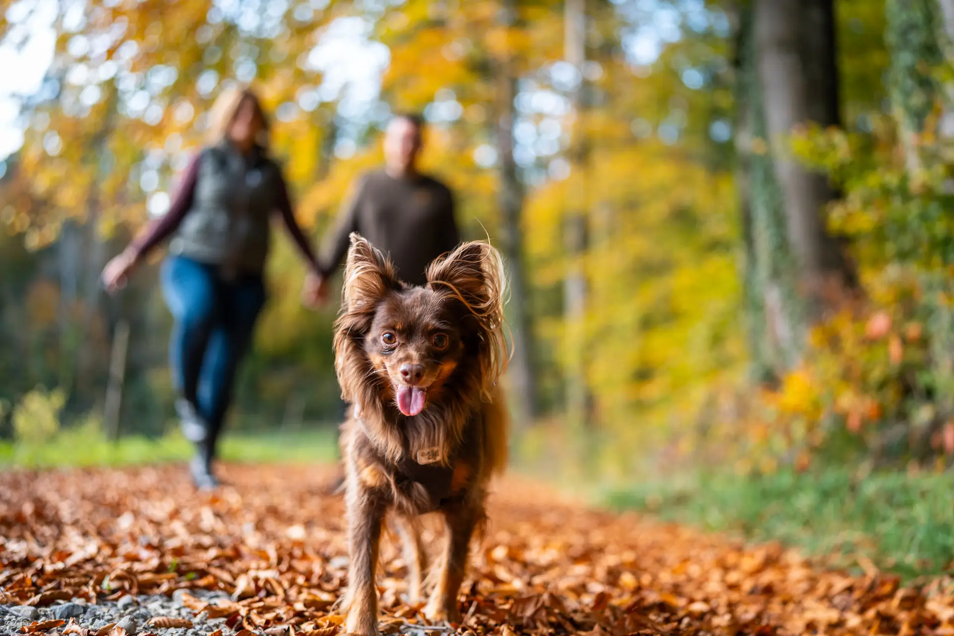 Paar mit Hund im Wald im Herbst