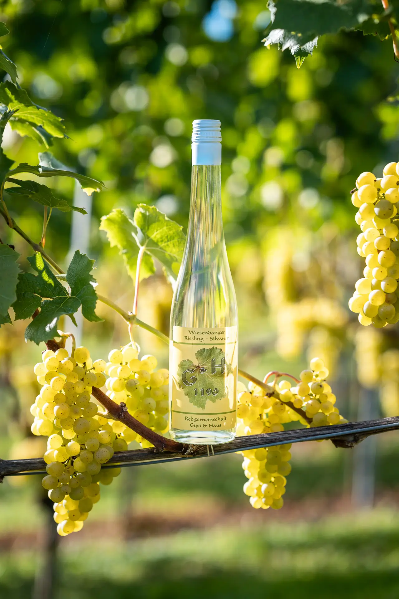 Produkteshooting im Rebberg