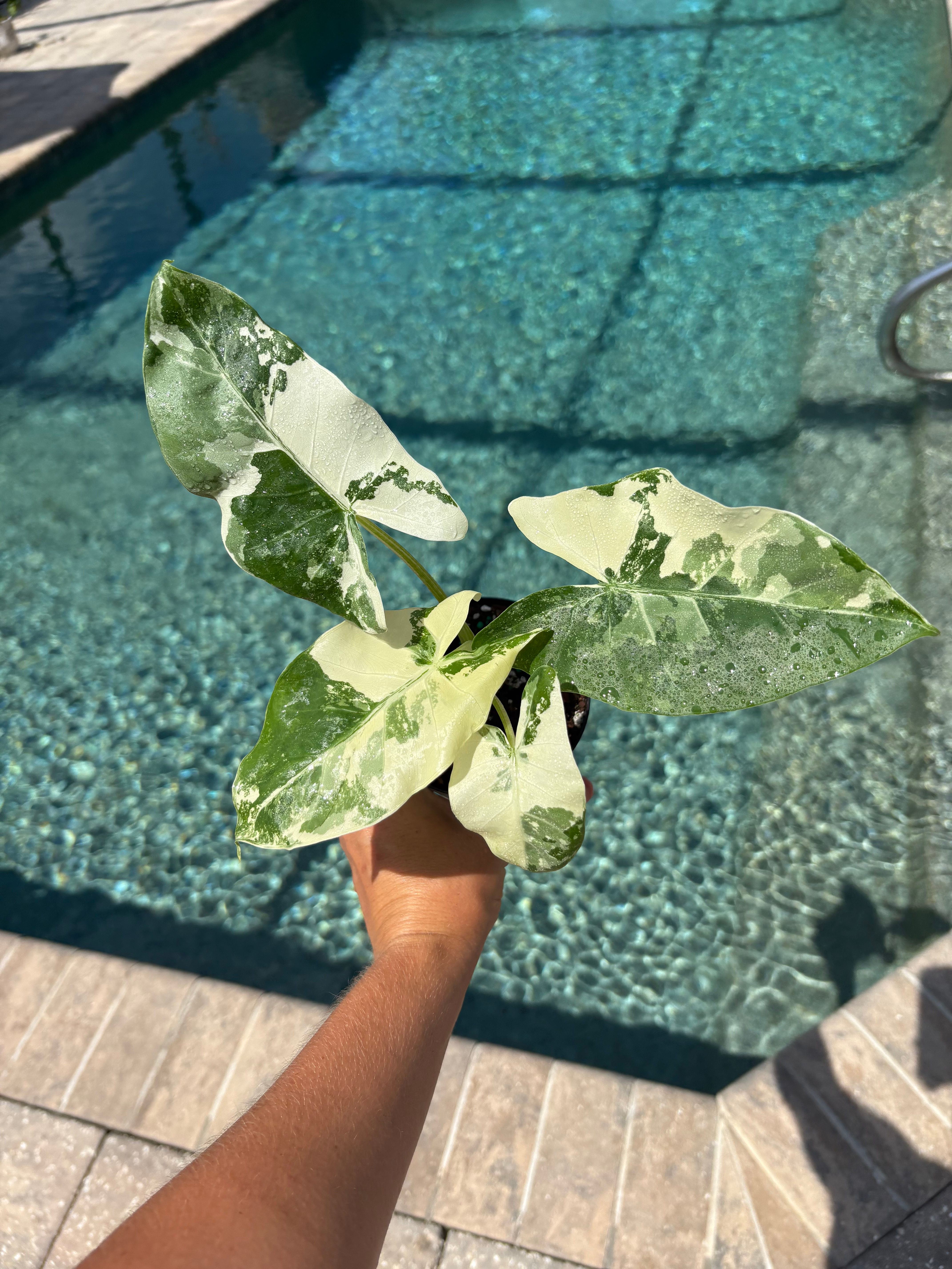 Alocasia ‘Macrorrizha’ Variegated