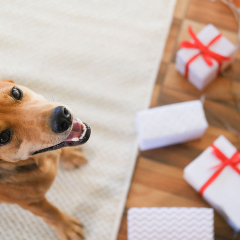 Spander litt ekstra på hunden i jula
