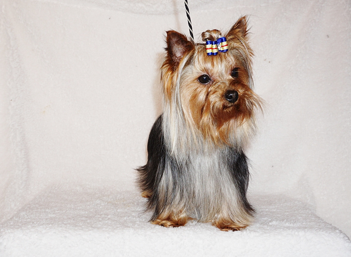 Fullscreen Page Nashville Yorkies