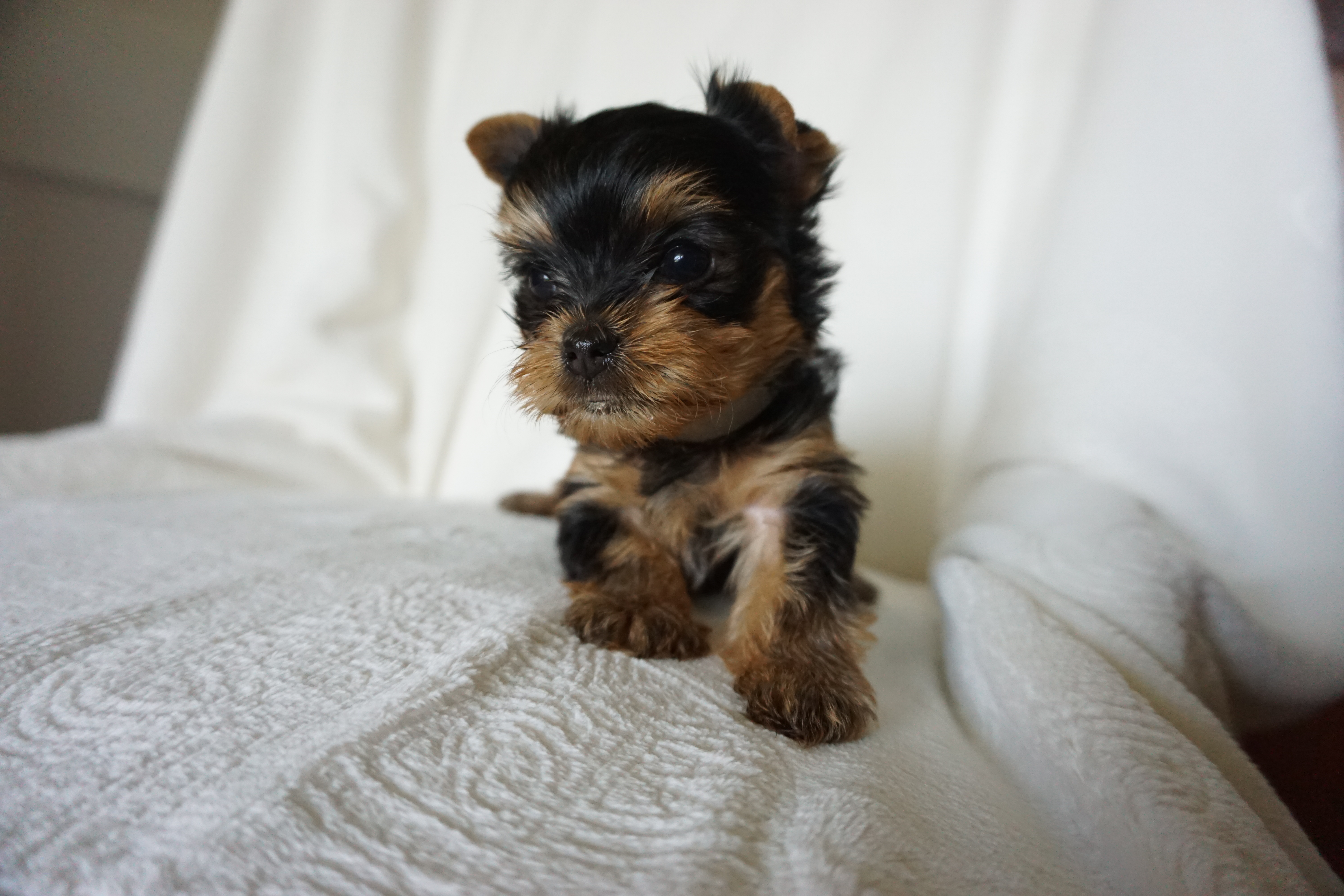 Nashville Yorkies Home