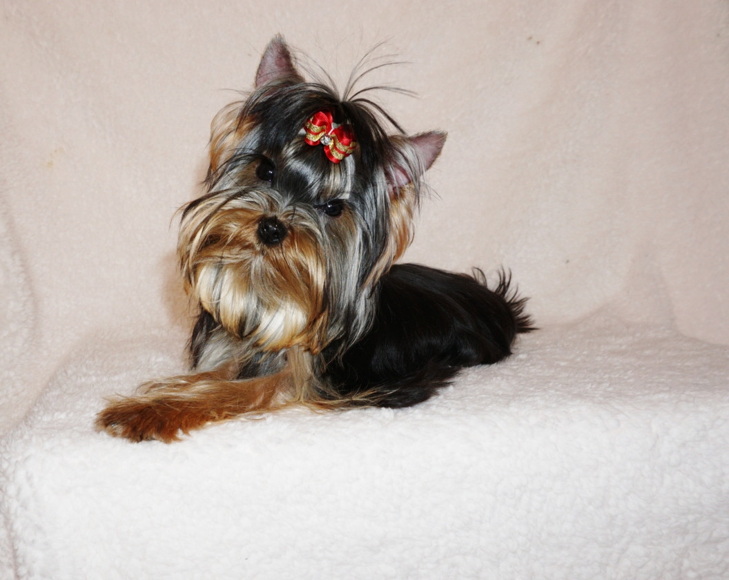 Fullscreen Page Nashville Yorkies