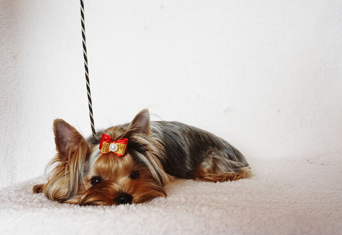 Fullscreen Page Nashville Yorkies