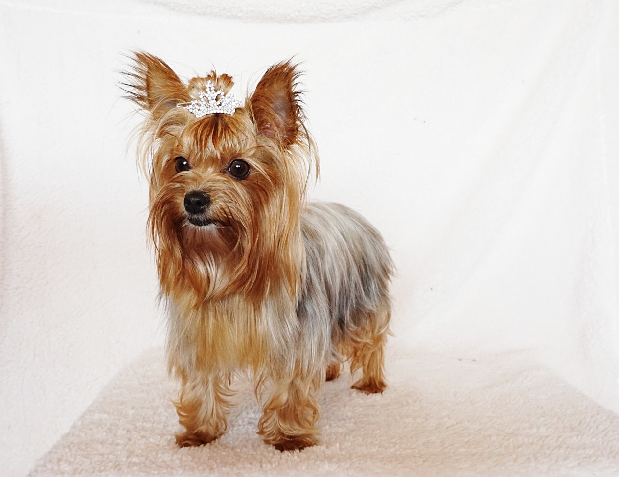 Fullscreen Page Nashville Yorkies