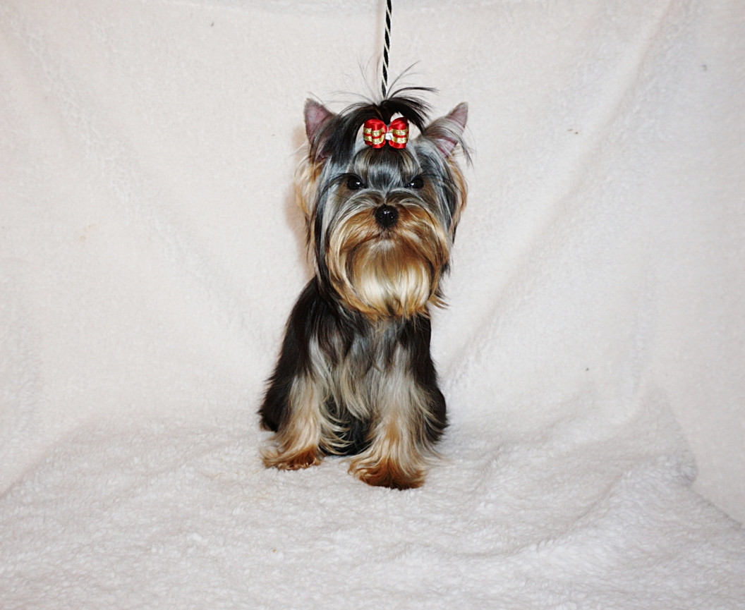 Fullscreen Page Nashville Yorkies