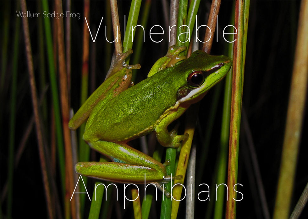 Thumbnail: Jingi Walla Wallum Book