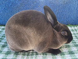 Sable,Doe,Lindt(TB1),2026-4-11 (side).jpg