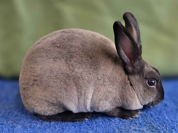 Sable,Doe,(TB6),2026-6-11 (side).jpg