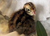 Coturnix Quail Day Old Chick