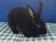 Black,Doe,Apple(SBO2),2026-4-11 (front)..jpg