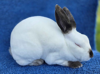 Himalayan,Doe,Oxer(MC8),2025-8-3 (side).jpg