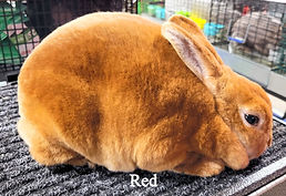MiniRex Red 2023-7 (1)_edited.jpg