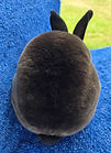 Sable,Doe,Tassel(IY3),2025-8-3 (rear).jpg