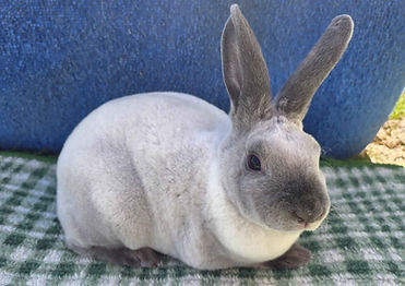 BluePoint,Buck,Pudge(TP1),2026-4-11 (side).jpg
