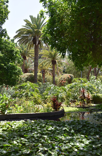 Le Parque Garcia Sanabria à Santa Cruz de Tenerife