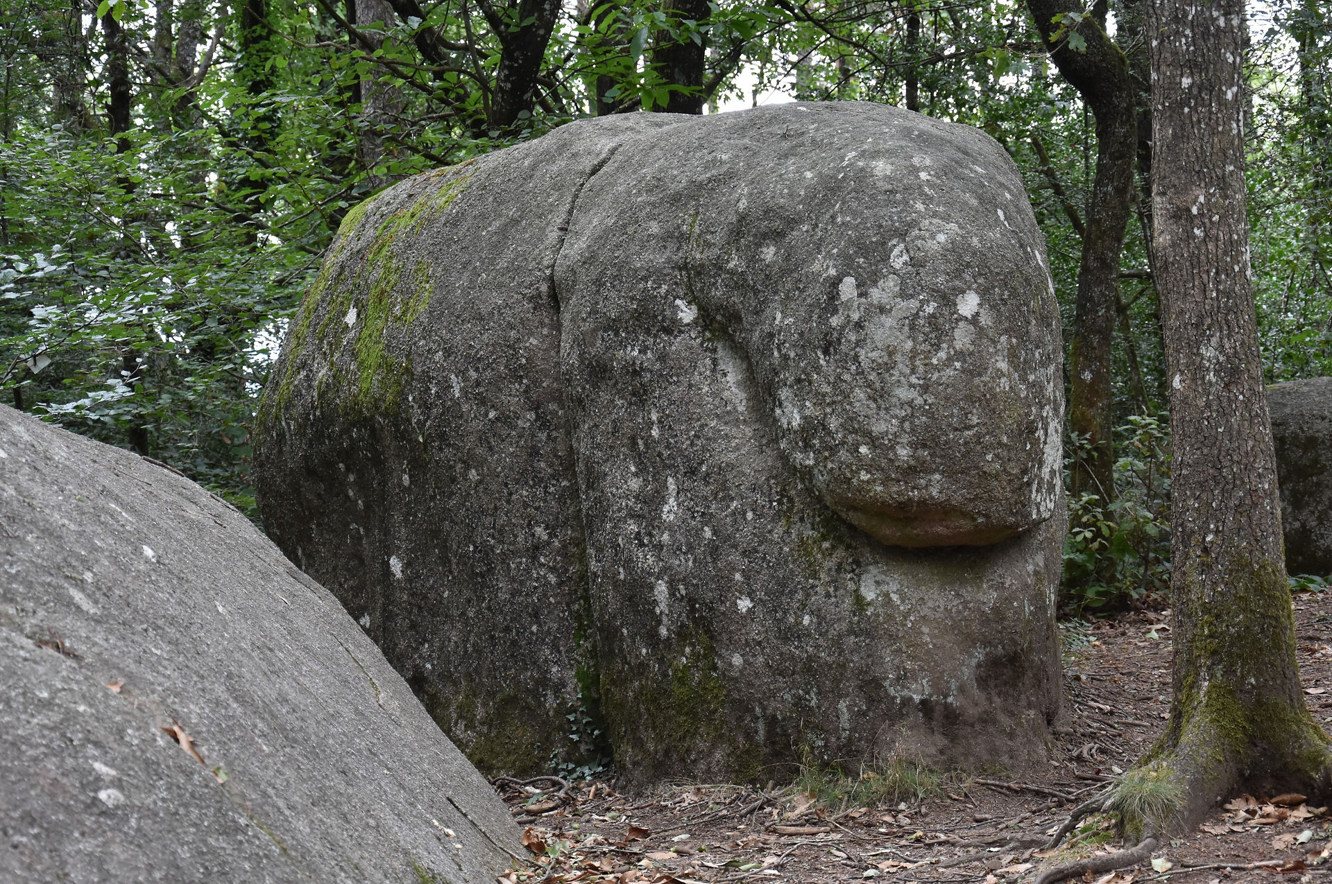L'éléphant, l'une des formations rocheuses du Sentier des Merveilles du Sidobre dans le Tarn
