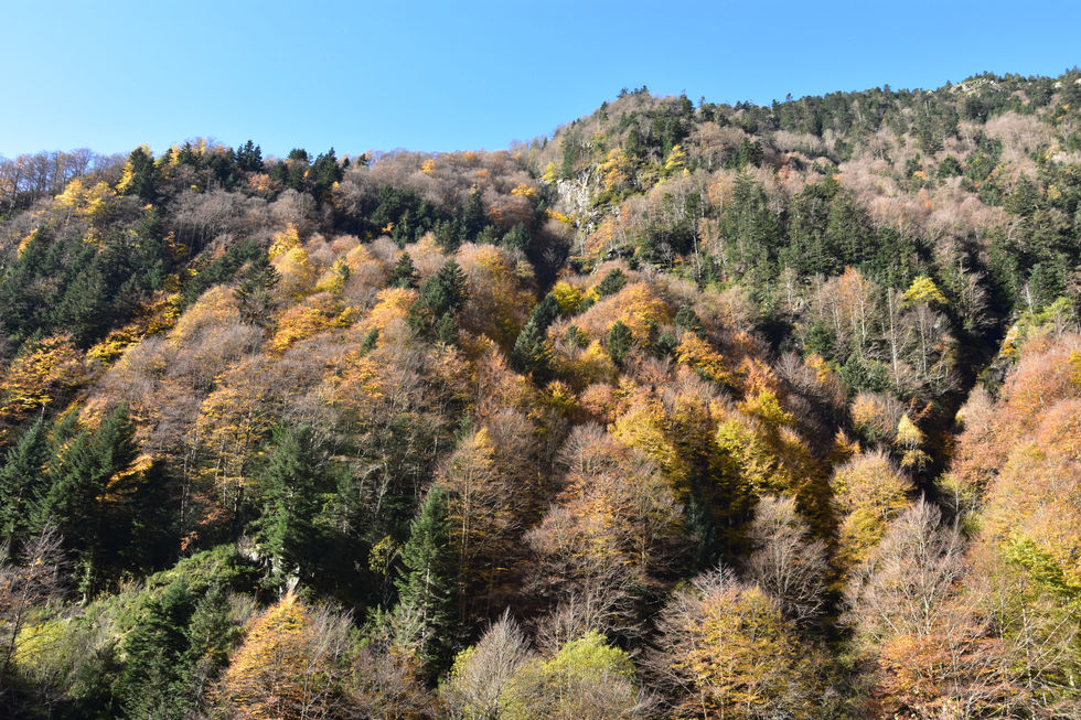 Les couleurs automnales des arbres de la Vallée d'Aure dans les Hautes-Pyrénées
