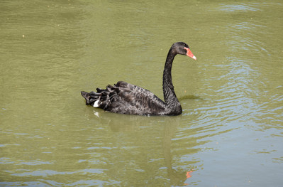 un cygne noir sur un étang dans le Parque del Retiro à Madrid