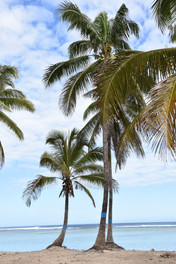 Les palmiers de la plage de l'Hermitage à La Réunion