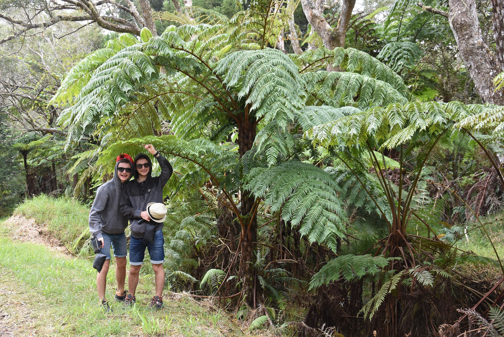 Deux jeunes randonneurs sous des fougères géantes dans la forêt tropicale de Bélouve  à La Réunion