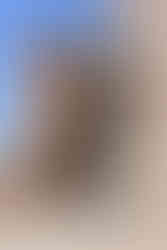 L'extérieur de la cathédrale Sainte-Cécile à Albi dans le Tarn