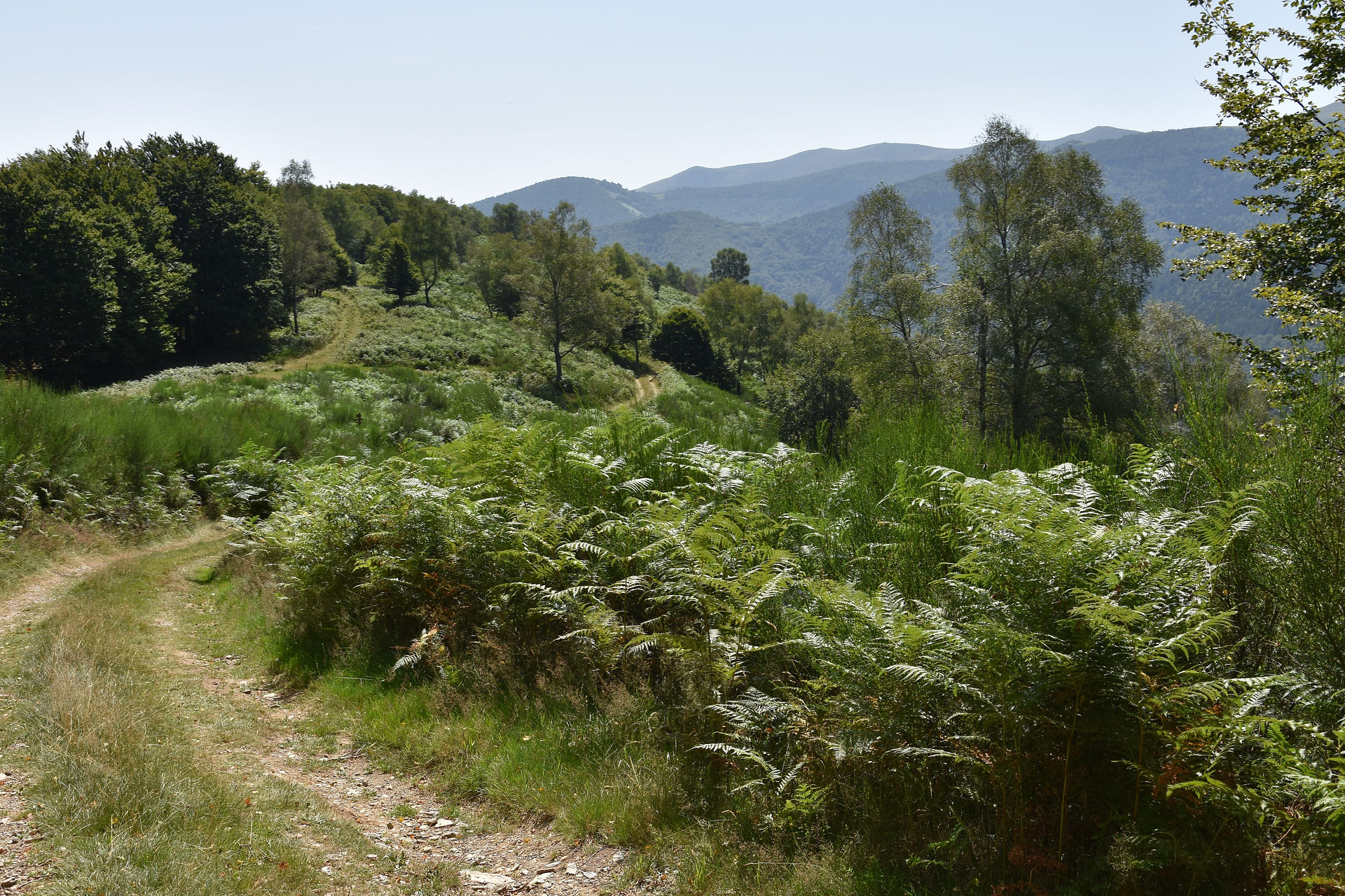 Sentier et paysage verdoyant dans le Parc Naturel Régional des Pyrénées Ariégeoises en Occitanie