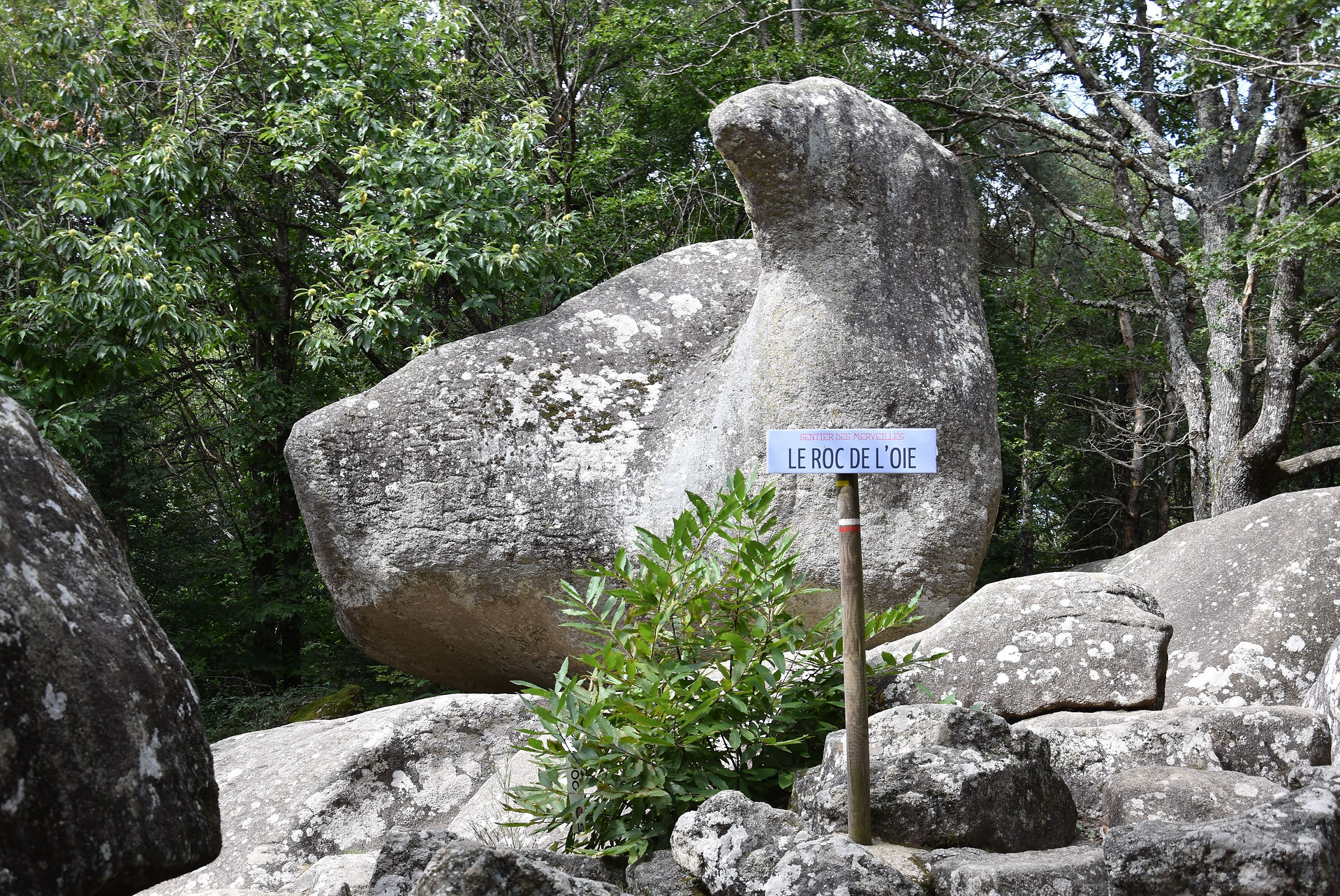 Le Roc de l'Oie, l'un des rochers du Sentier des Merveilles du Sidobre dans le Tarn