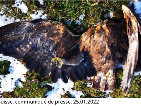 UN AIGLE ROYAL PREMIÈRE VICTIME AVÉRÉE D'UNE ÉOLIENNE EN SUISSE