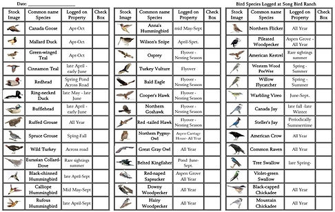 Bird List pg1.jpg