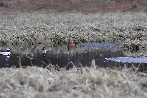 Cinnamon Teal.jpg