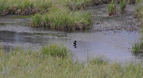 Ring-necked Duck.jpg