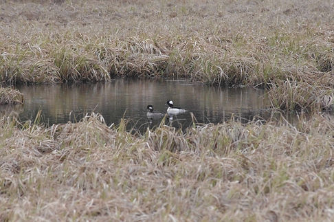 Bufflehead.jpg