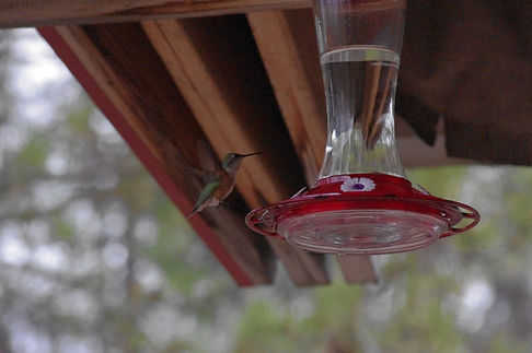 Allen's Hummingbird.JPG