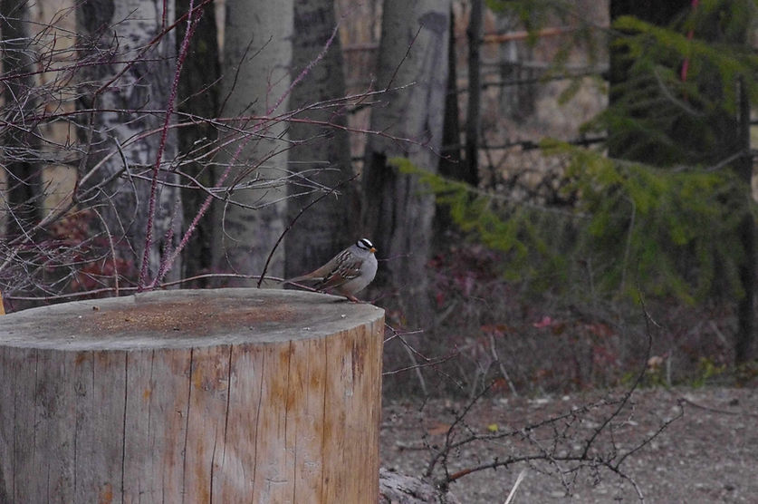 White-crowned Sparrow.jpg
