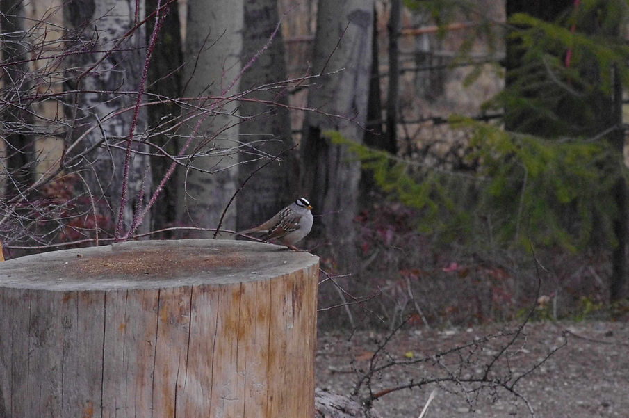 White-crowned Sparrow.jpg