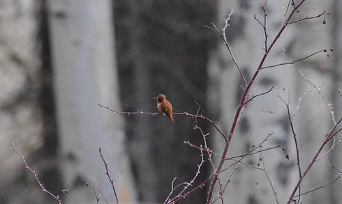 Rufous Hummingbird.jpg