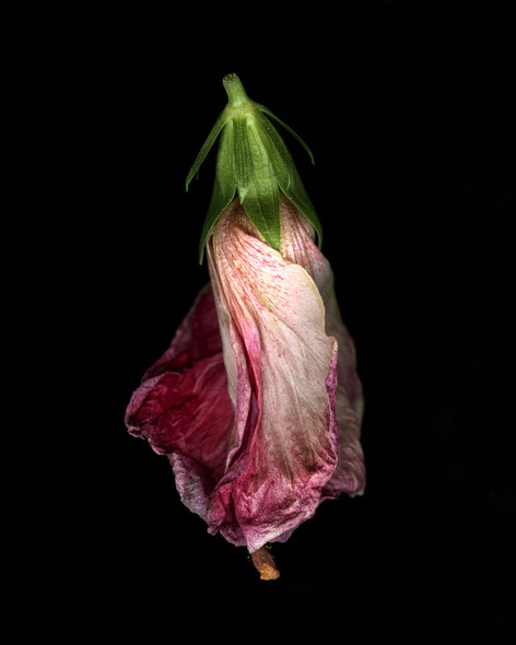 HISBISCUS IN DECLINE 4