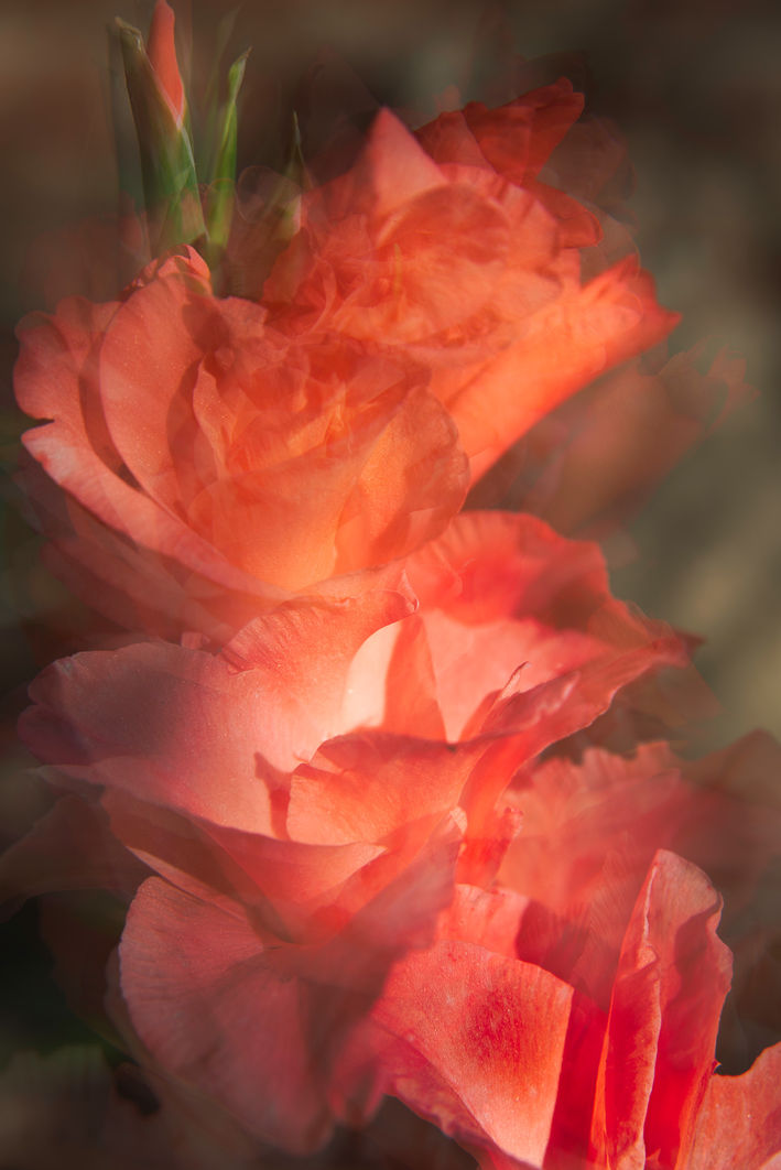 GLAD TO MEET YOU GLADIOLAS FLOWERS HALIFAX
