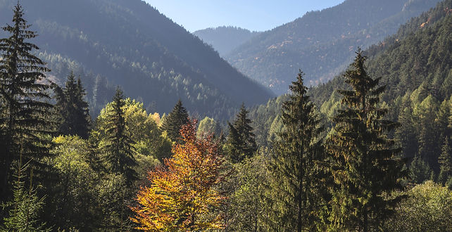 Trees and Mountains_edited.jpg
