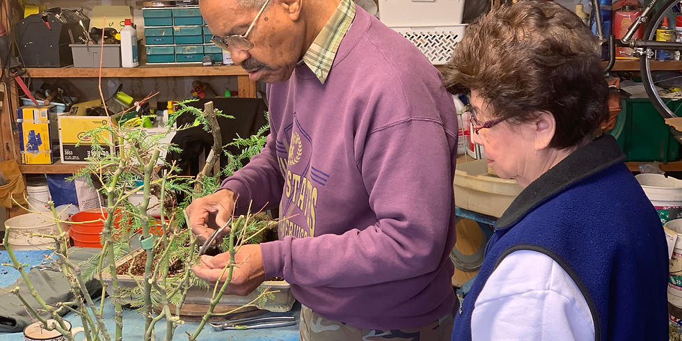 Timm Johnson explains the whens, wheres, hows of pruning bonsai