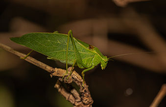 leaf bug on branch copy