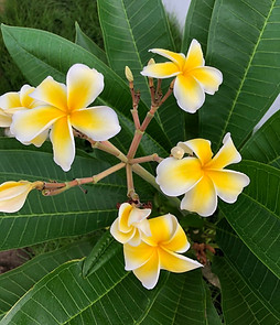 南国の花
