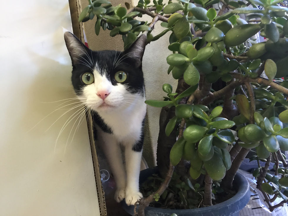 さくら③