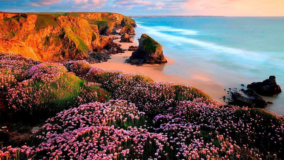 wild flower coast.jpg