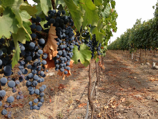 Santiago: A Vinícola Concha y Toro