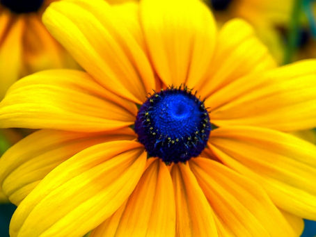 Plants that Look Amazing in August & September